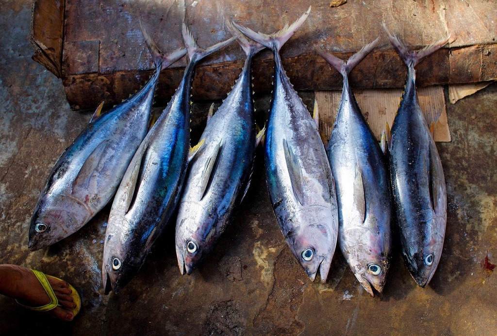 things to do in maldives | visit a local fish market