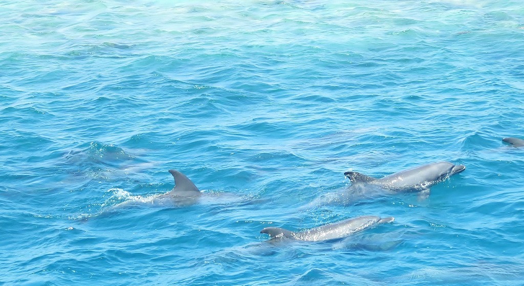 enjoy a dolphin cruise