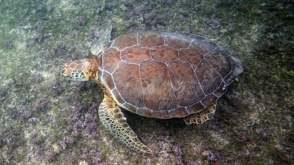 Turtles Akumal Bay Playa Yucatan Peninsula Mexico