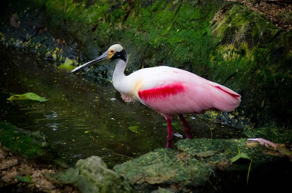 Roseate Spoonbill