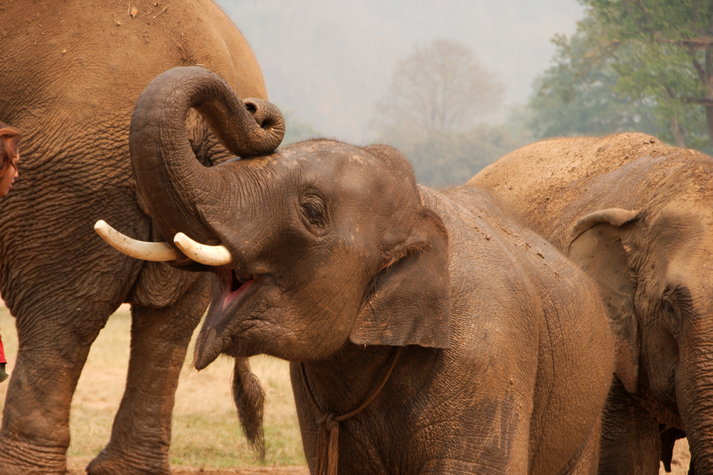 Elephant Nature Park