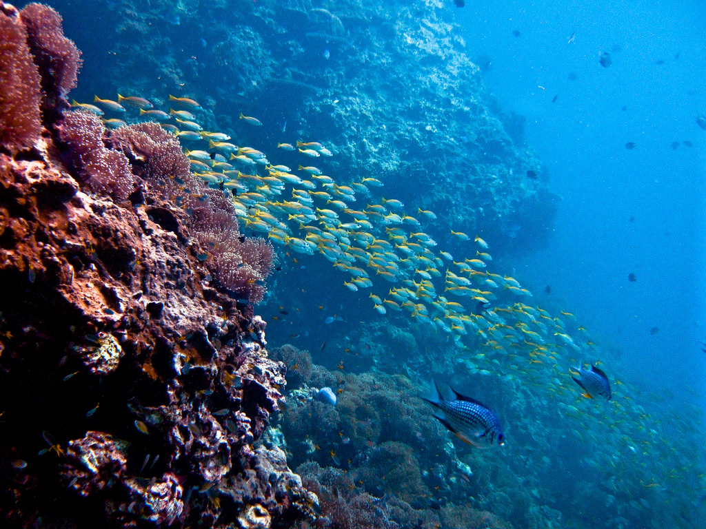 2010 Thailand Koh Phi Phi & Lanta scuba diving