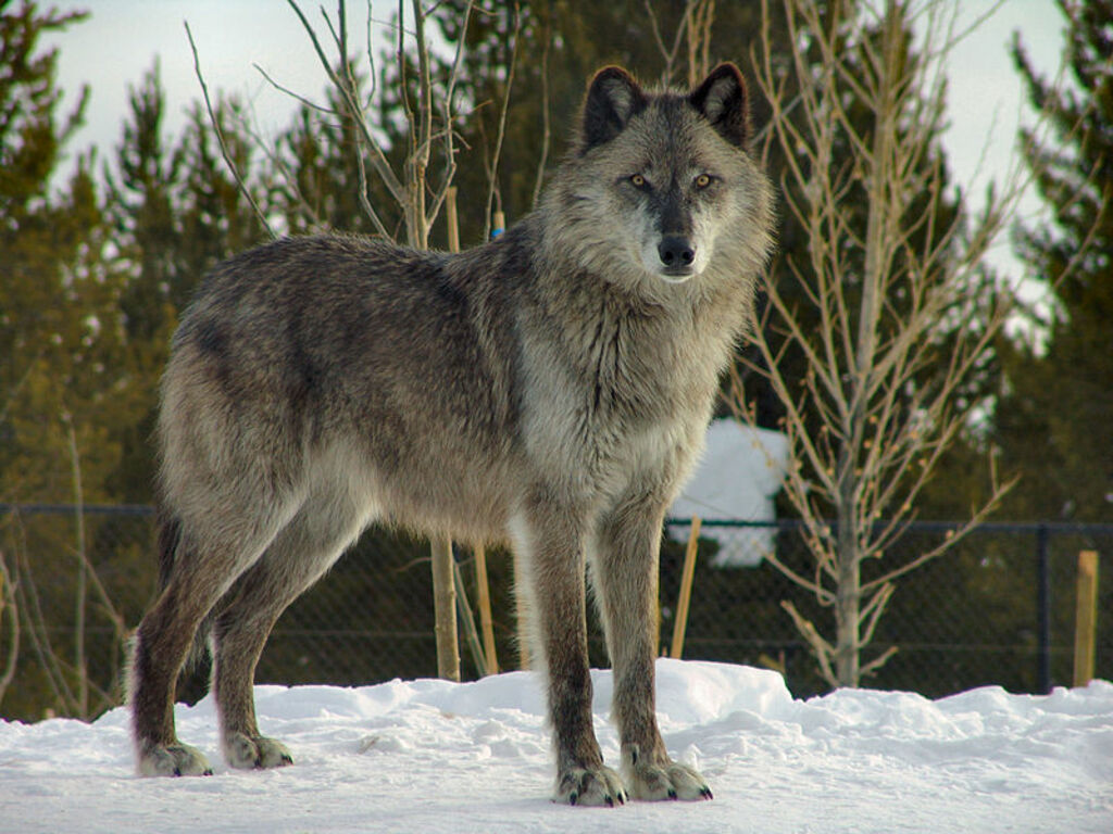 Wolf in Grizzly and Wolf Discovery center
