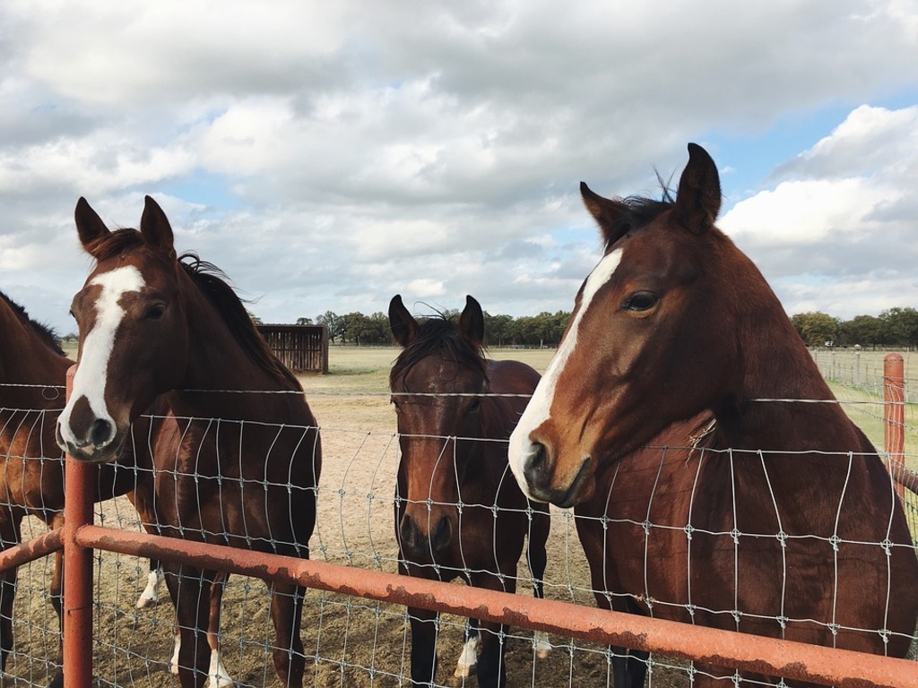 explore a ranch in libby