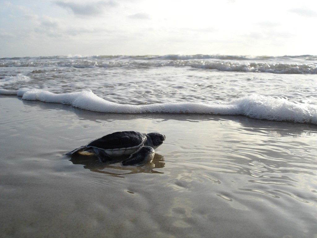 see endangered green sea turtles