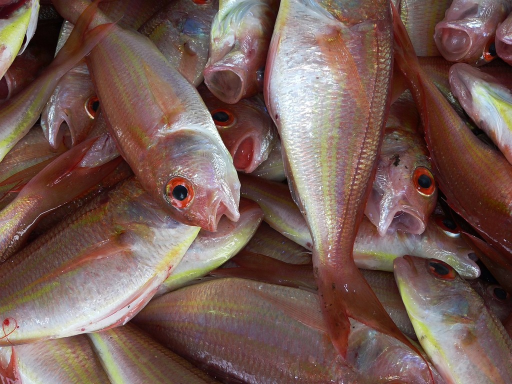 visit the fish market of barka