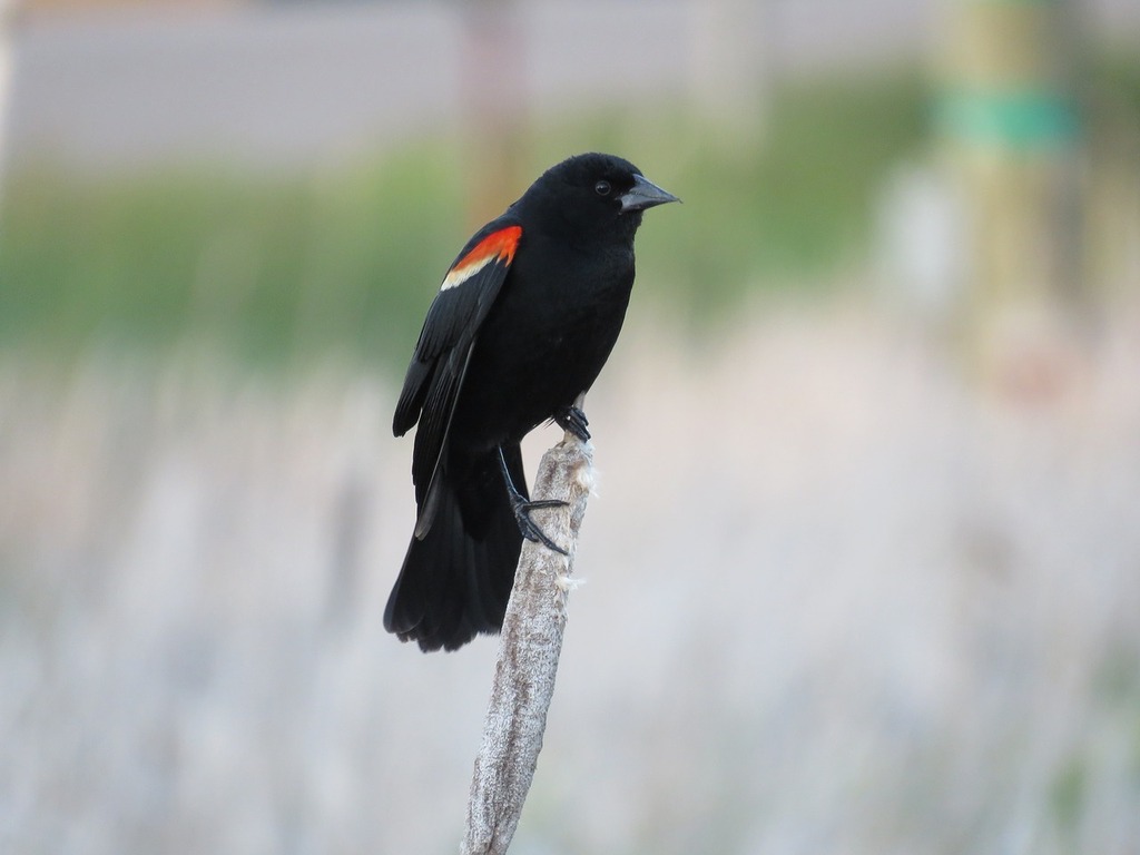 go birdwatching at al-ansab
