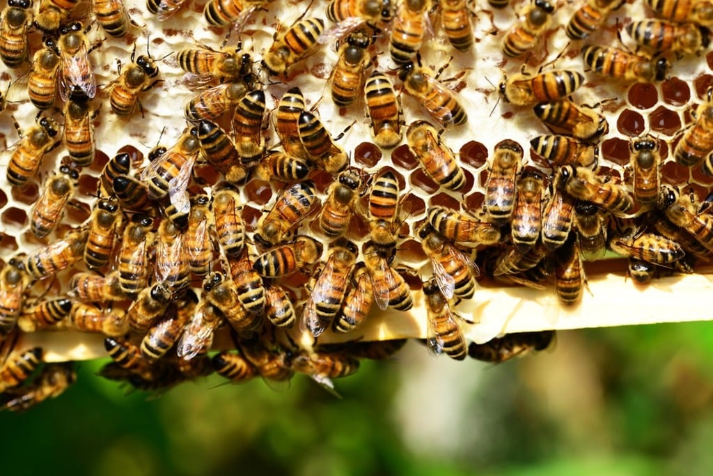 weekend getaways in tagaytay | ilog maria honeybee farm