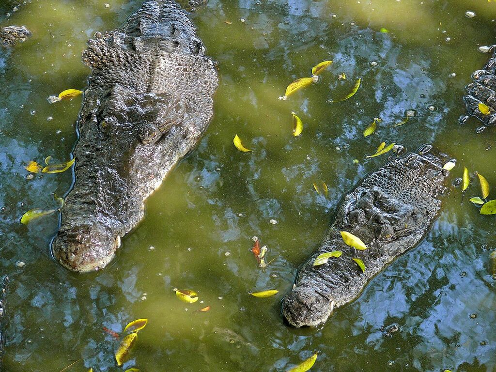 Estuarine Crocodiles (Crocodylus porosus) (7136155567)