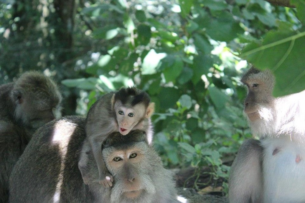 unforgettable places in ubud | ubud monkey forest