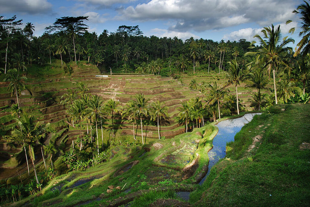 Bali – Rice terrace (2688149256)