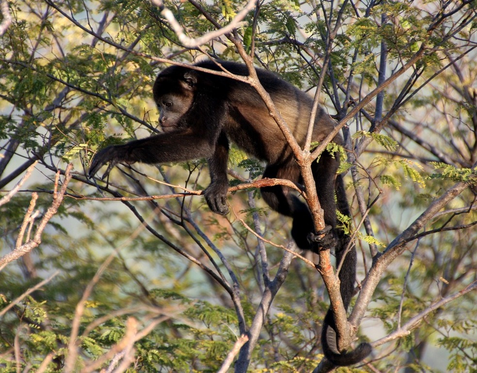 things to do in tamarindo | monkey park wildlife sanctuary