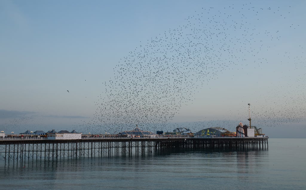 Starling Murmuration over Brighton Pier