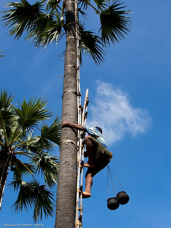 Climbing the Toddy palm trees (10808835284)