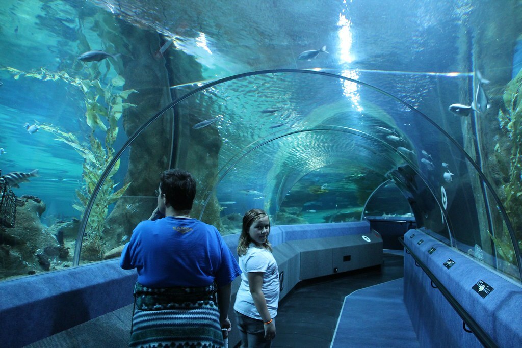 Riding the travelator through main aquarium tank at National Aquarium of New Zealand at Napier