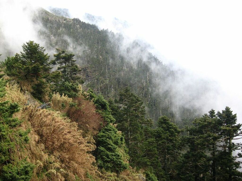 Abies kawakamii Juniperus morrisonicola