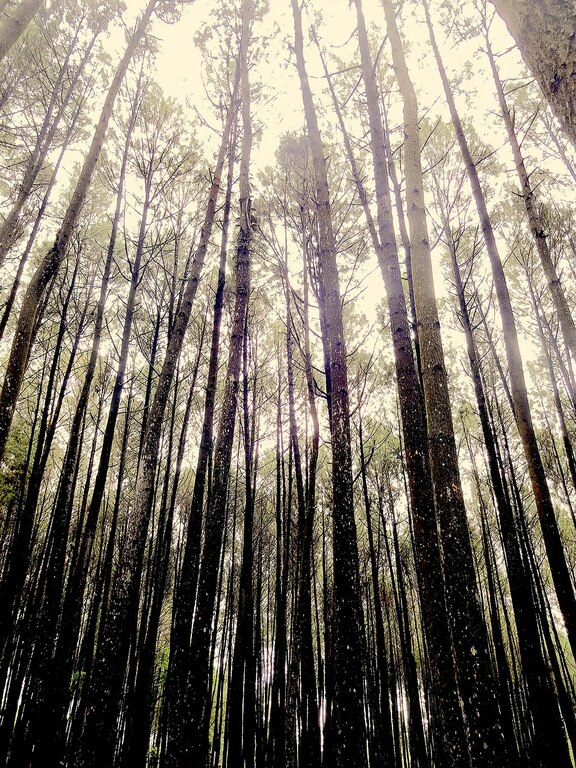 Pine Forest Imogiri