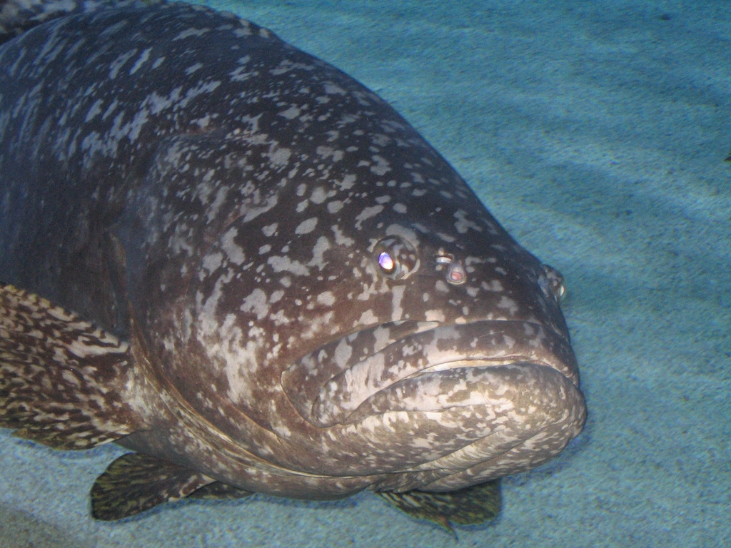 GiantGrouper018