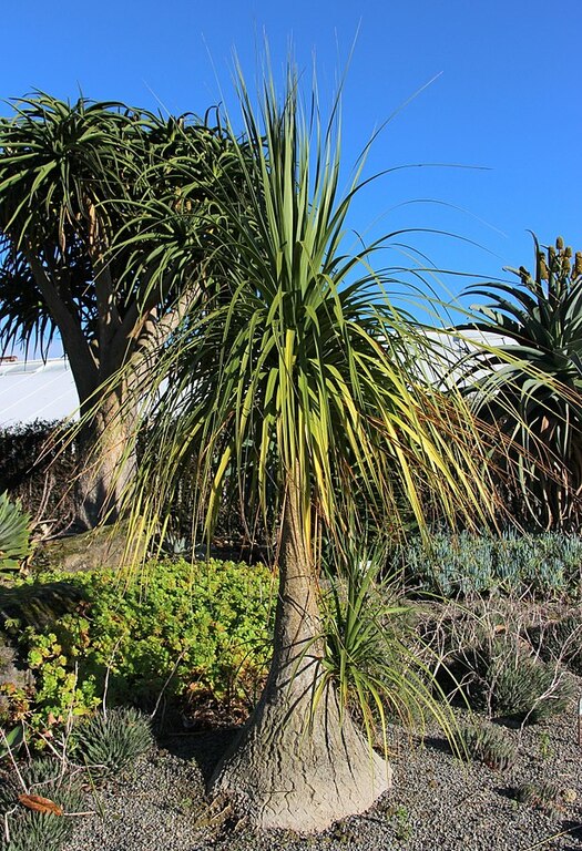 Beaucarnea recurvata, Victoria Esplanade Park (6)