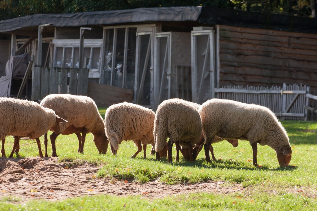 petting zoo