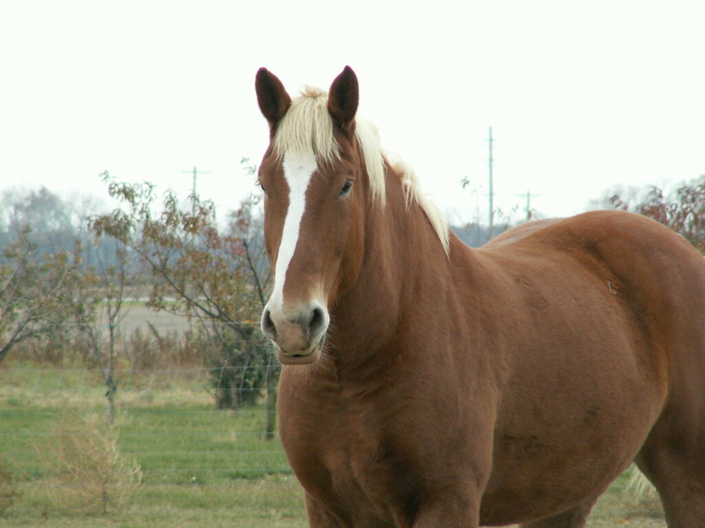 Horse