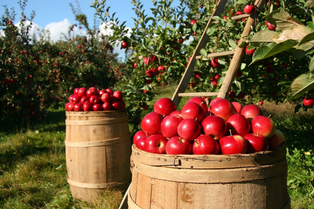 Apple orchards is one of the stops along the trail