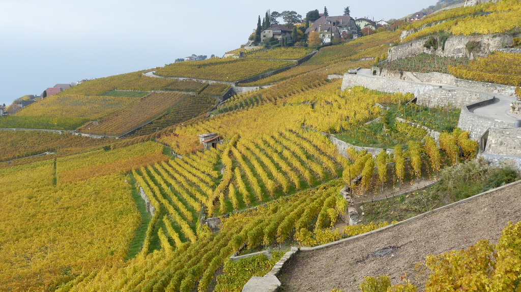 Vineyards-of-Lavaux