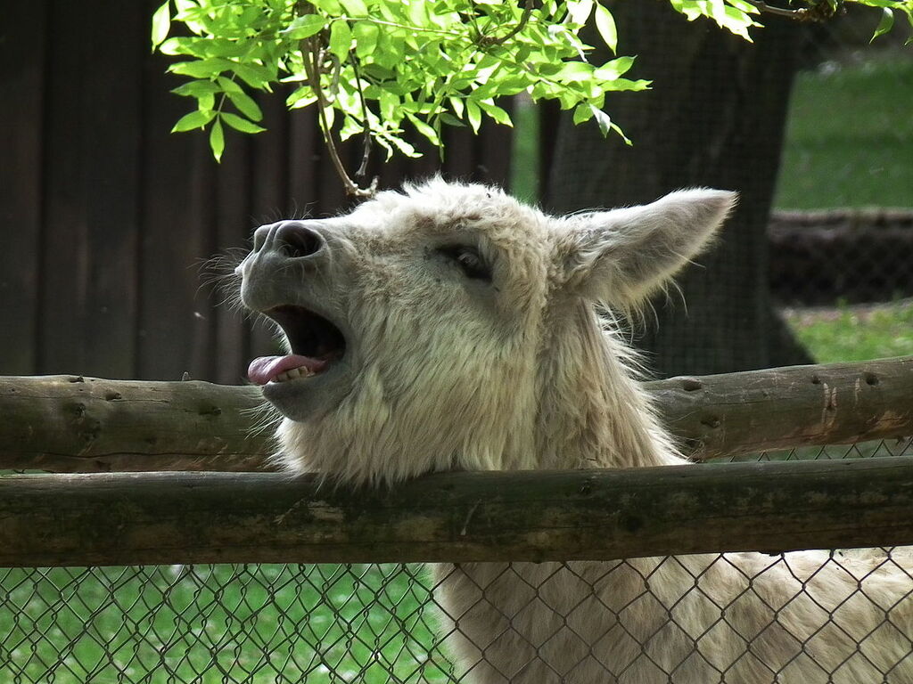 Rufender Esel Tierpark Bretten
