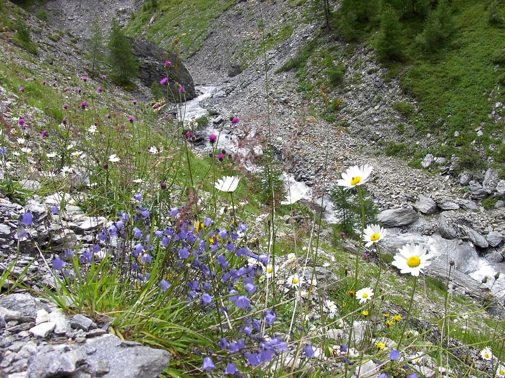 Bergblumen im Val Maisas - panoramio
