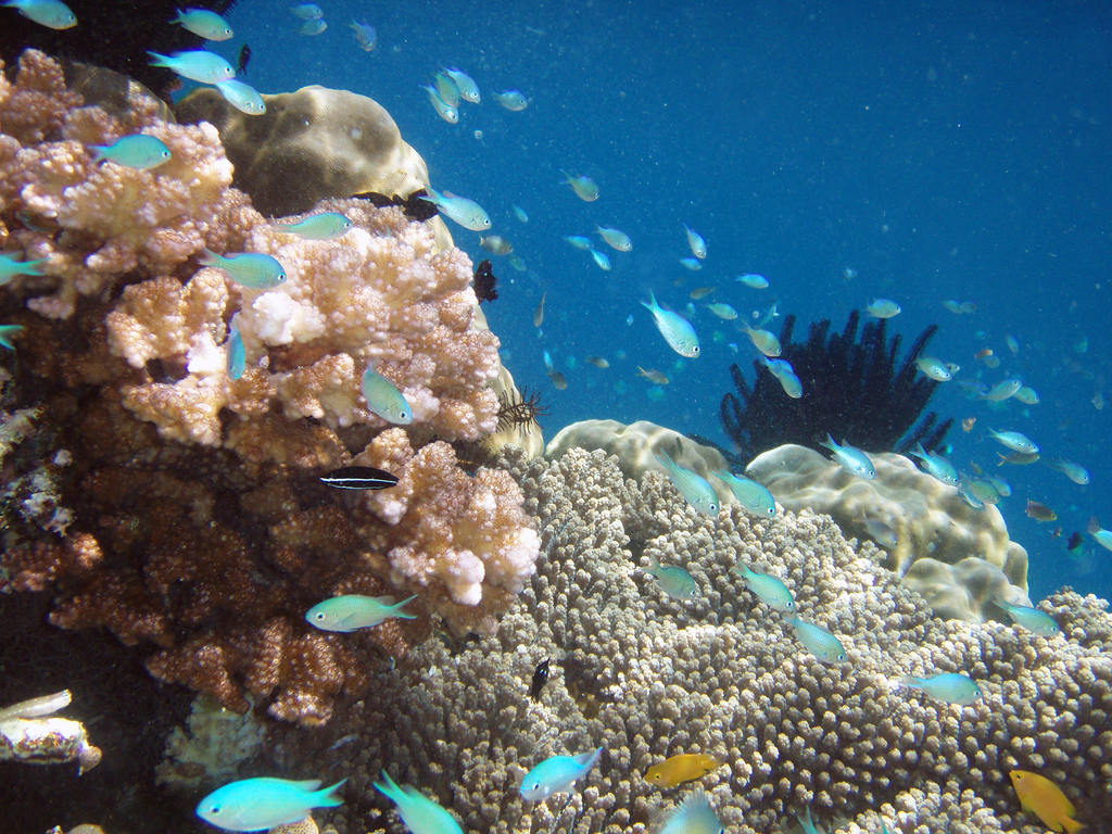 Raja Ampat 2