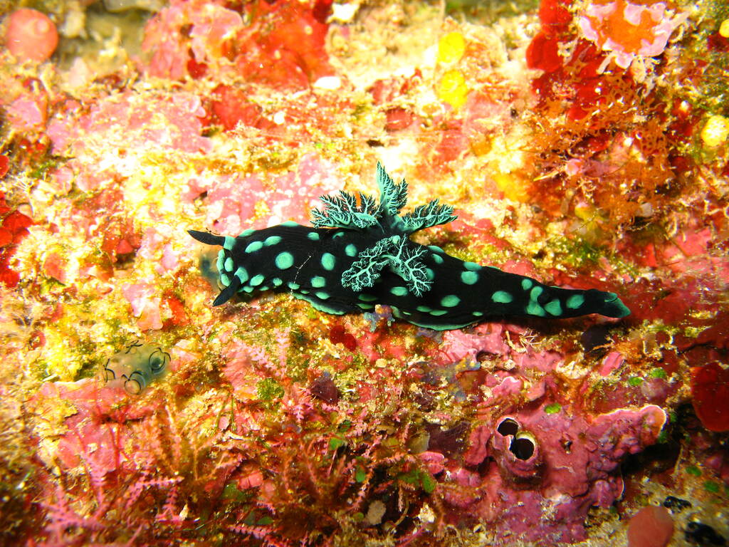 Nembrotha cristata bunaken