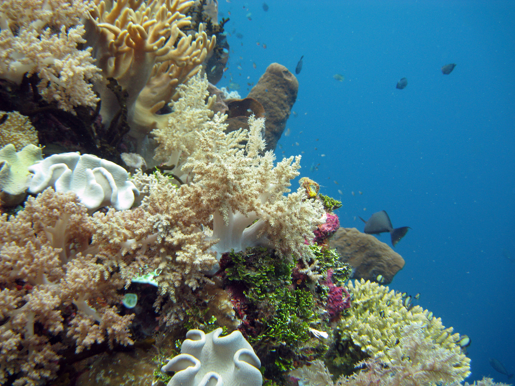 Wakatobi-233