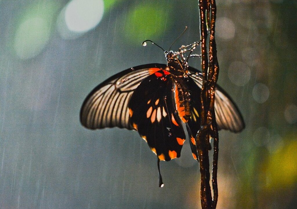 butterfly