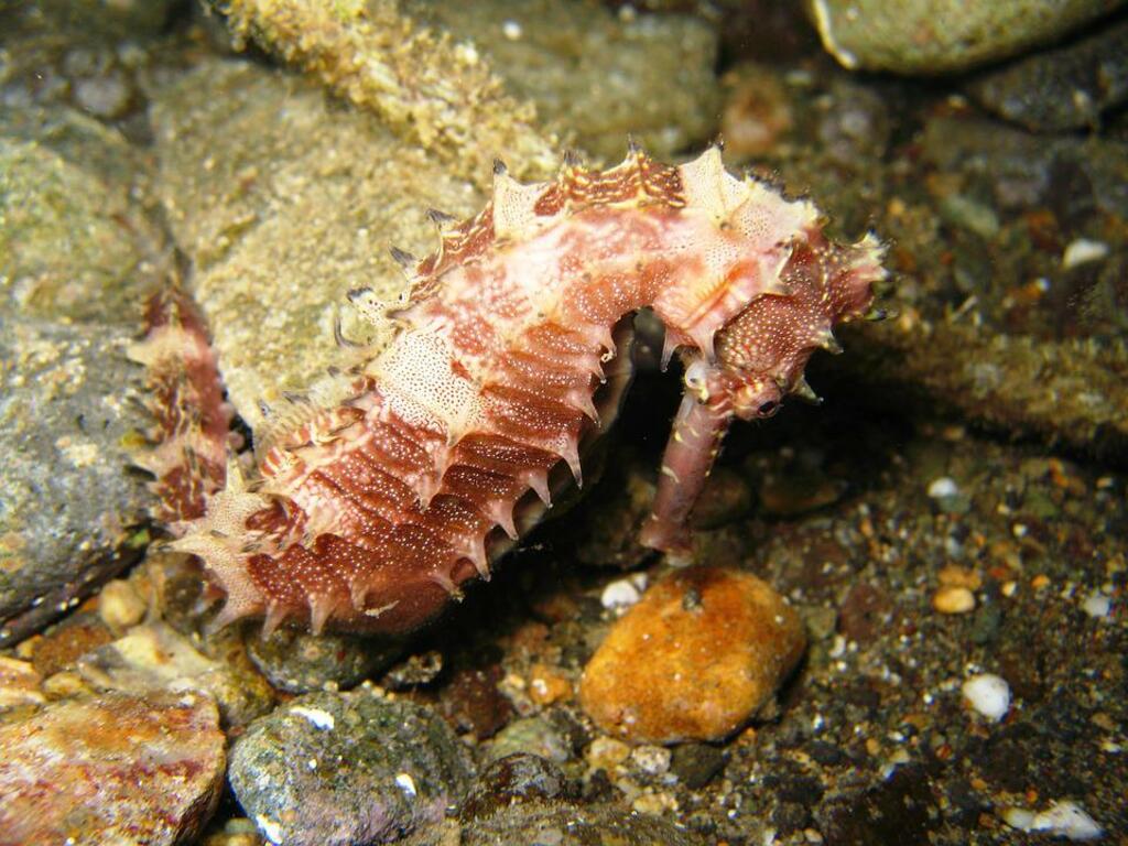 Marine life