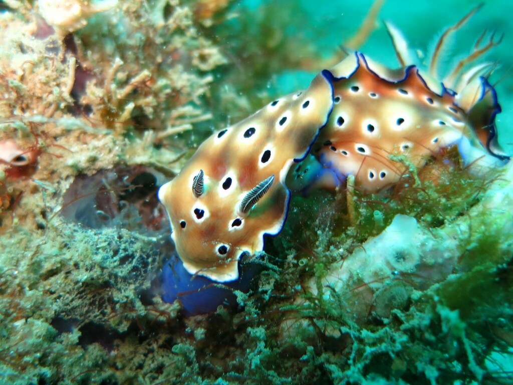 sea slug