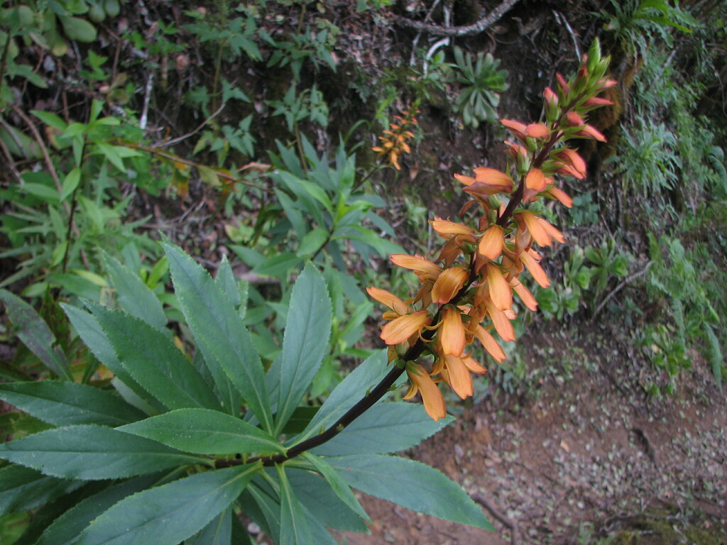 Cresta de Gallo (Isoplexis canariensis)