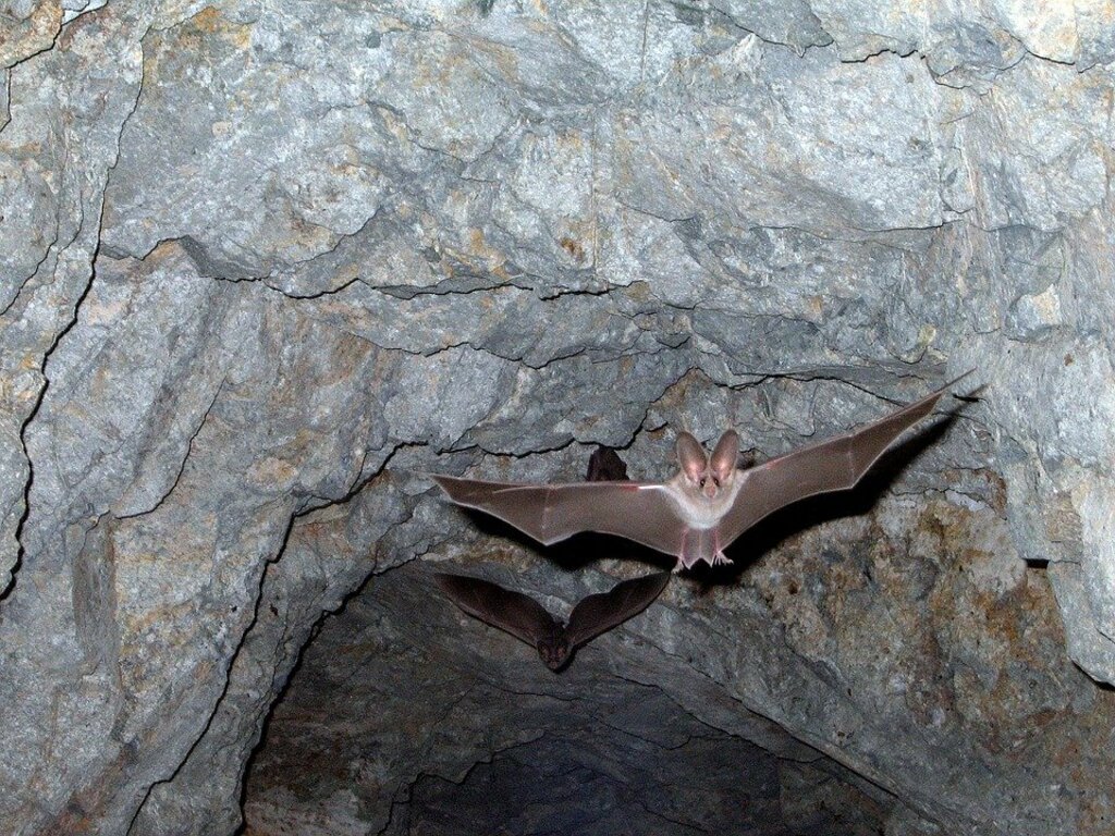 Leaf Nosed Bats Flying Cave