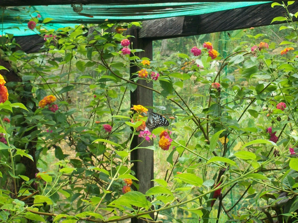 Siquijor butterfly sanctuary