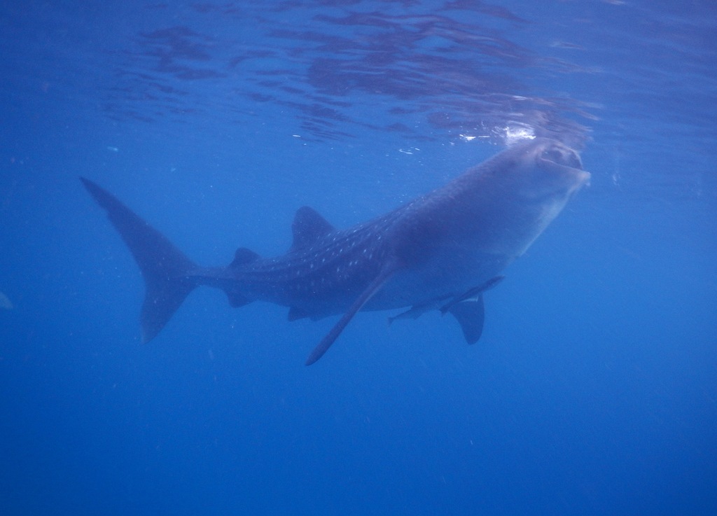 Whale6