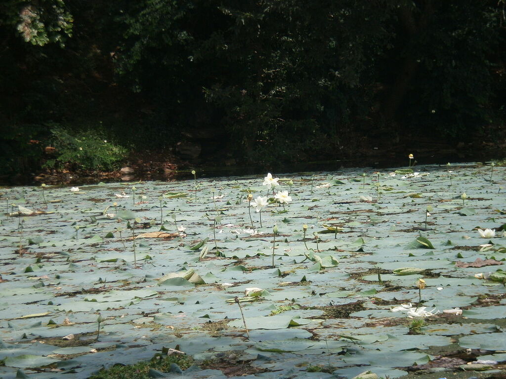 White Lotus in Lake