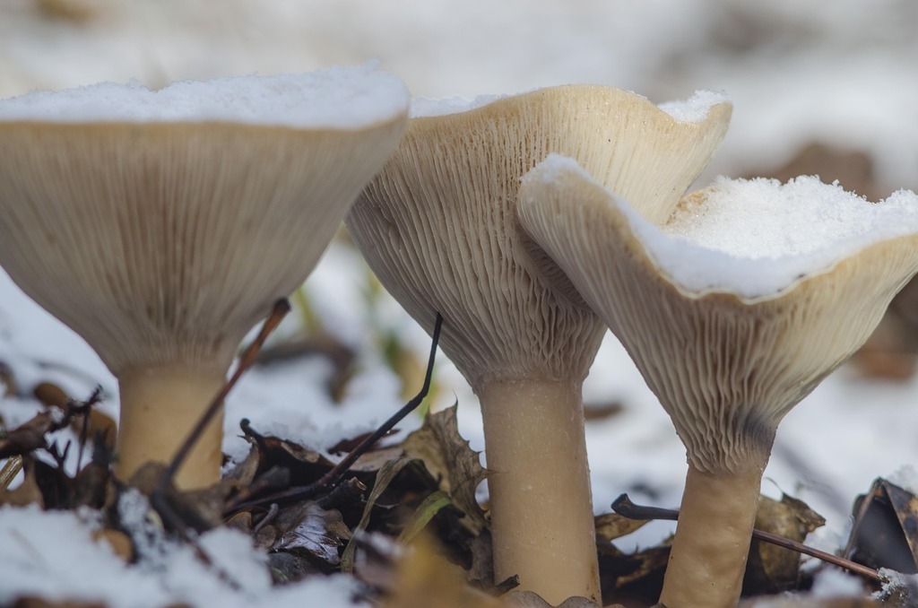 Mushroom culture