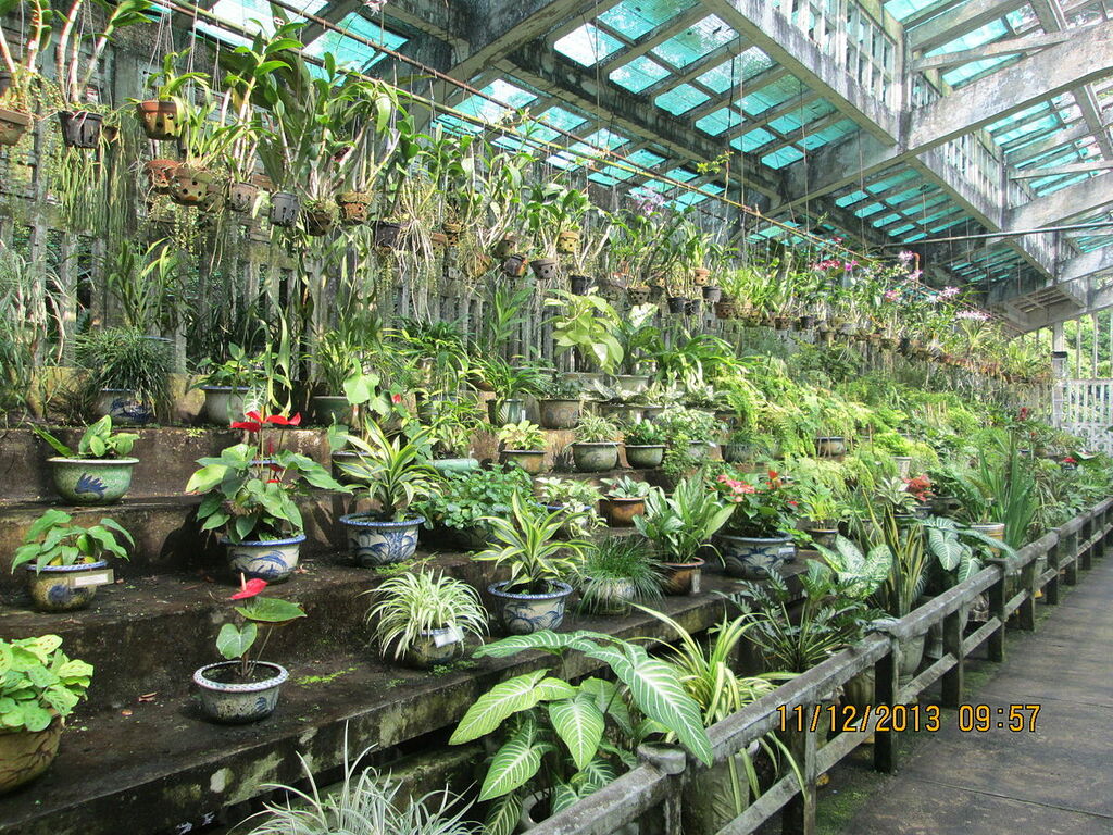 Orchid farm