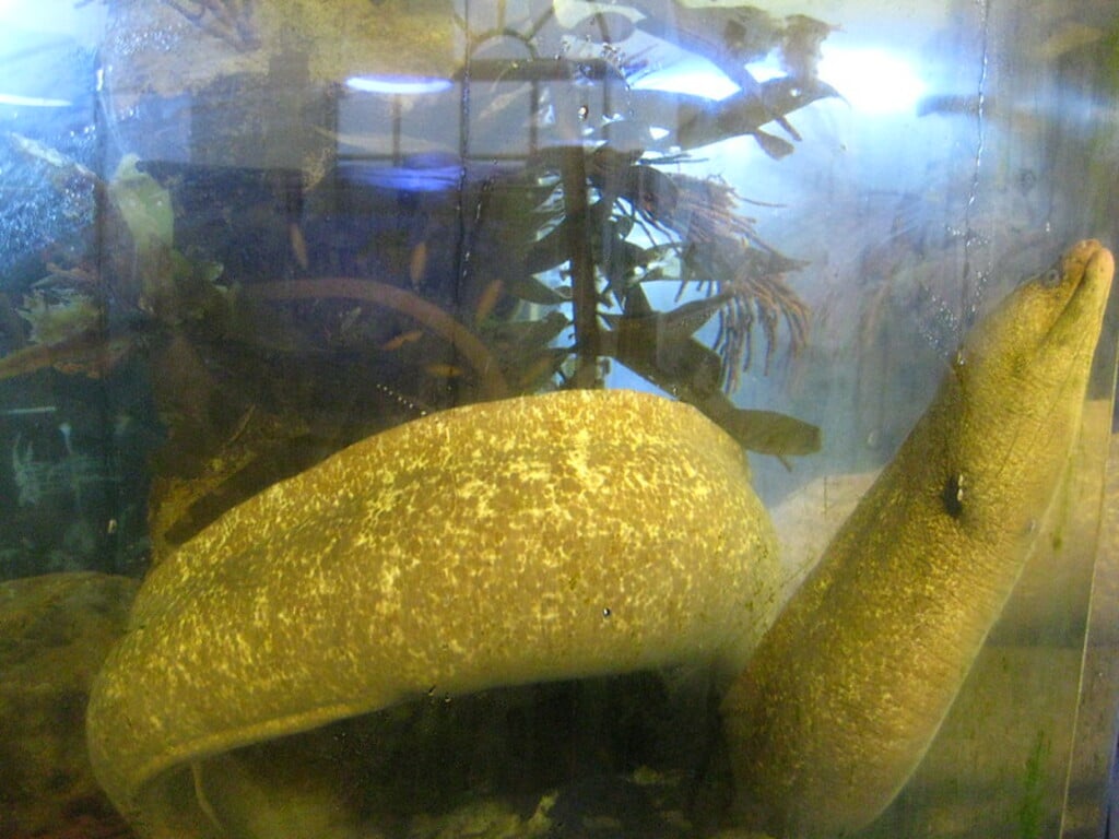 Roundhouse Acquarium