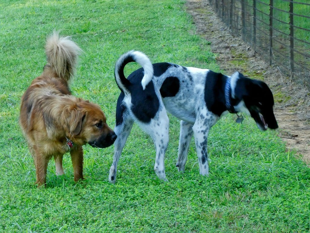 Grays Road Dog Park Aug 3, 2017, 8-36 AM_sharing