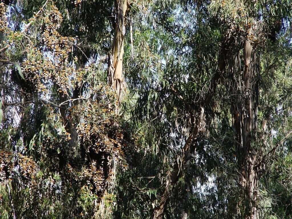 Monarch butterfly tree Goleta CA 2006