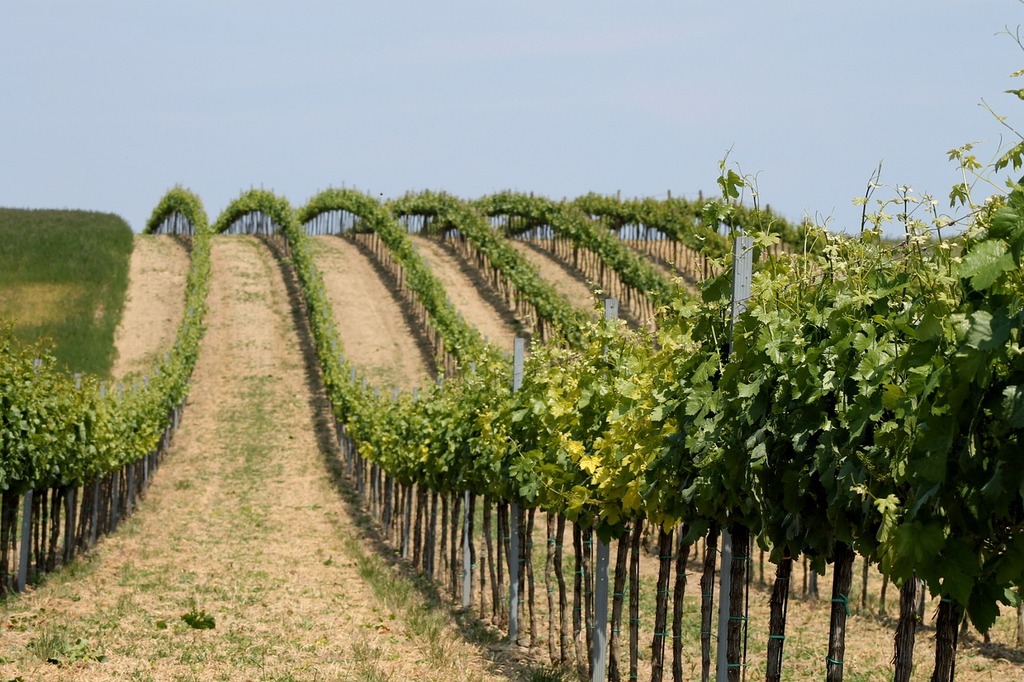 Vineyard