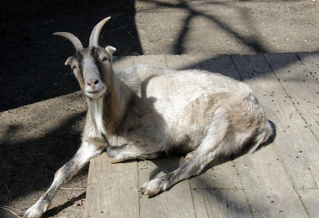 Goat at Sweetbriar Nature Center