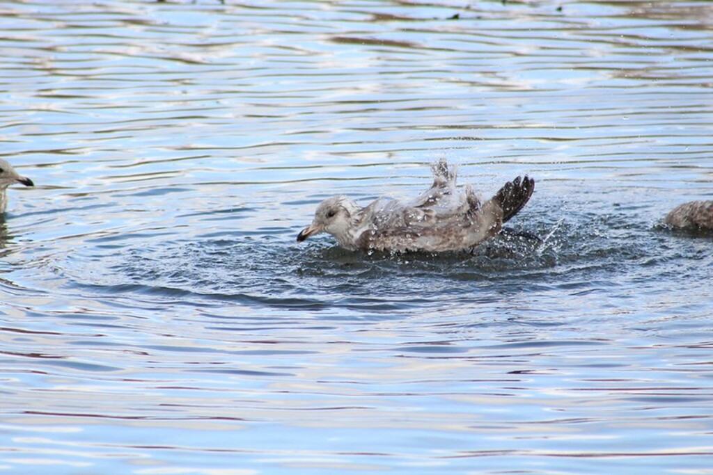 herring gull, norman j levy park and preserve