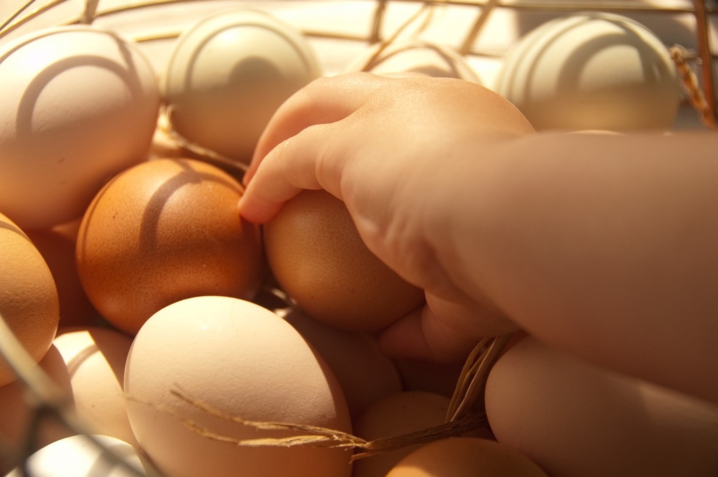 Fresh eggs