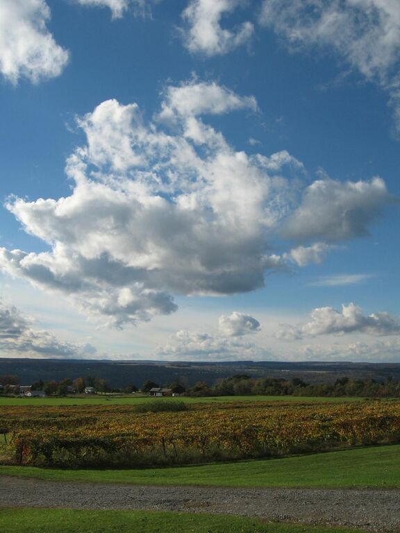 The fields of finger lakes country